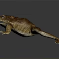Realistic Brown Toad With Open Mouth On Dark Background Showing Reflection