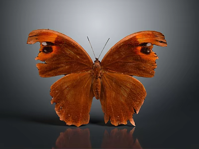 Brown Butterfly with Damaged Wings on Gray Background and Visible Reflection 3d model