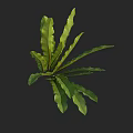 Lush Green Plant Leaves With Long Curved Shape And Visible Veins