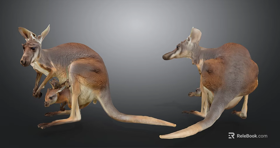 Kangaroos With Joeys In Pouch Standing In Side View 3d model 