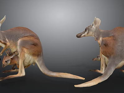kangaroo african animal big kangaroo animal creature beast livestock kangaroo cub kangaroo mother kangaroo pouch baby kangaroo big tail mouse 3d model