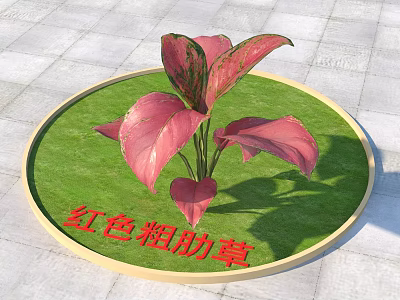 Red Aglaonema Plant With Vibrant Red Leaves In Circular Green Grass Planter 3d model