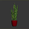 Fresh Green Leafy Plant in Red Pot for Indoor Home Decoration