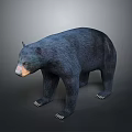 Detailed Black Bear 3D Model in Standing Pose with Realistic Fur Render 3d model