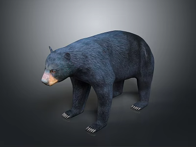Detailed Black Bear 3D Model in Standing Pose with Realistic Fur Render 3d model