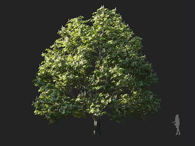 Tall Arbor Tree With Lush Green Sunlit Foliage And Human Figure For Scale 3d model