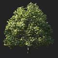 Tall Arbor Tree With Lush Green Sunlit Foliage And Human Figure For Scale