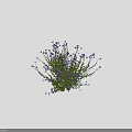 Purple Flowering Plants With Lush Green Leaves Blooming Vibrantly In Natural Outdoor Setting