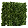 Lush Green Shrubs With Dense Foliage For Garden Landscaping And Decoration