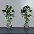 Two Lush Bonsai Plants In Hexagonal Stone Pots Against Gray Wall And Floor