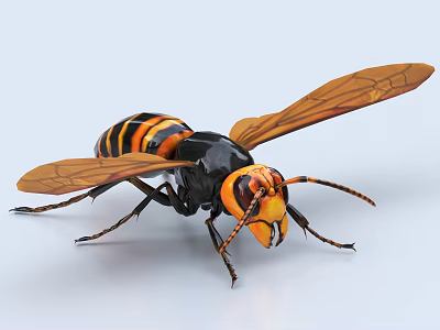 Macro shot of black and orange wasp with yellow head and transparent wings 3d model