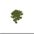 Tall Arbor with Lush Green Leaves and Thick Tree Trunk with Human Figure for Scale