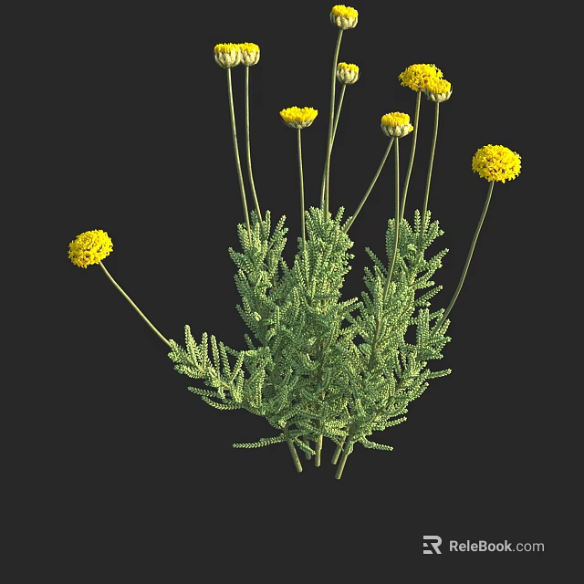 Vibrant Yellow Flowers With Lush Green Foliage And Herbal Plant Structure 3d model 