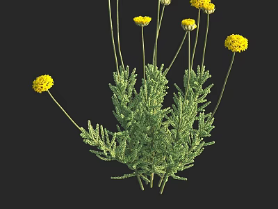 Vibrant Yellow Flowers With Lush Green Foliage And Herbal Plant Structure 3d model