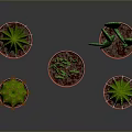 Different Shaped Cacti in Red Pots on Gray Background with Reflections