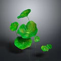 Green Lotus Leaves With Various Sizes And Vibrant Fresh Look On Gray Background