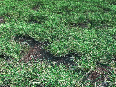 Lush Green Grass Field With Natural Soil Patches And Dense Foliage 3d model