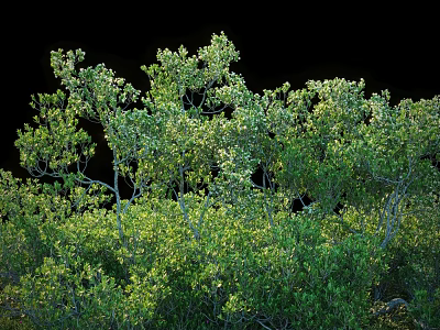Lush Green Shrubs with Dense Foliage and Vibrant Branches in Natural Setting 3d model