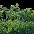 Lush Green Shrubs with Dense Foliage and Vibrant Branches in Natural Setting