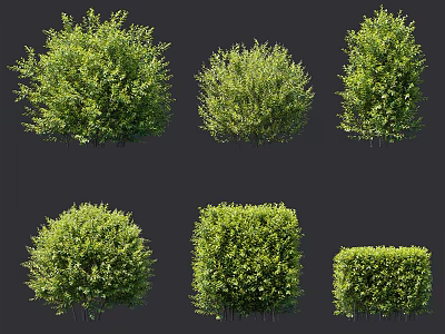 Pruned Garden Shrubs In Various Shapes Featuring Lush Green Foliage For Landscaping 3d model