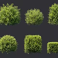 Pruned Garden Shrubs In Various Shapes Featuring Lush Green Foliage For Landscaping