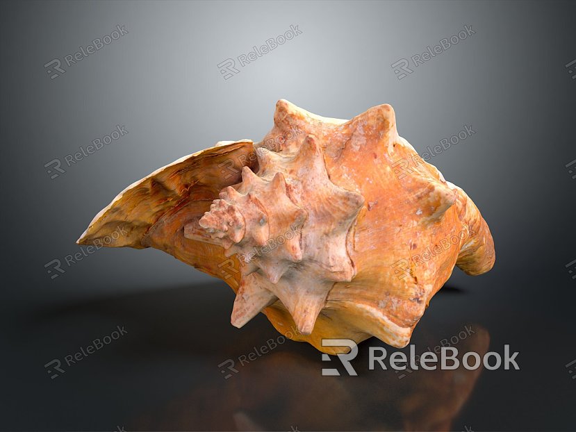 conch bone snail snail field snail shellfish marine animal fish freshwater fish marine fish animal model