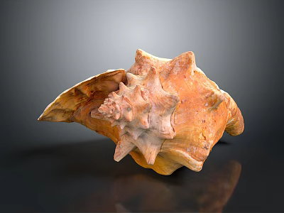 Spiky Orange Marine Conch Shell With Textured Surface On Dark Background 3d model