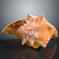 Spiky Orange Marine Conch Shell With Textured Surface On Dark Background 3d model