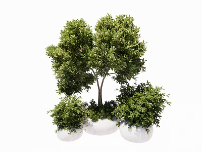 Lush Green Bonsai Potted Plants With Small Tree Shapes And White Pots For Indoor Decor 3d model