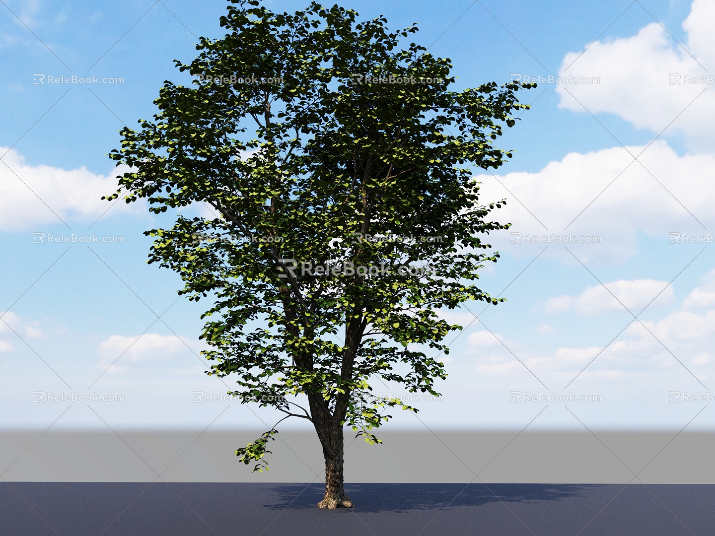 Red Poplar Big Tree Tree Tall Tree Landscape Big Tree Landscape Big Tree 3d model