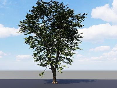 Red Poplar Big Tree Tall Tree Landscape Big Tree Landscape Big Tree 3d model