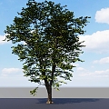 Red Poplar Big Tree Tree Tall Tree Landscape Big Tree Landscape Big Tree 3d model