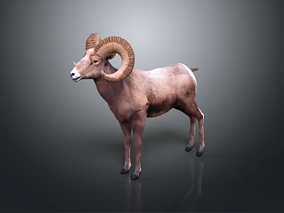 Majestic Ram With Large Curved Horns Standing On Gray Background And Shiny Floor 3d model