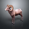 Majestic Ram With Large Curved Horns Standing On Gray Background And Shiny Floor