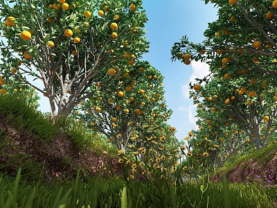 Orchard Tree Pool with Lush Orange Trees Green Grass and Clear Blue Sky 3d model