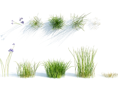 modern grass flowers model