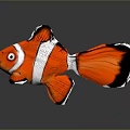 Vibrant Red and White Clownfish with Black Edged Fins on Dark Background Showing Reflection