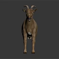 Brown Goat With Horns Standing On Dark Background Full Body View
