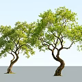 Two Curved Trunk Arbor Trees With Lush Green Leaves And Gray Ground