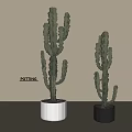 Stylish Cactus Potted Plants With White And Black Pots Indoor Decor