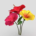 Vibrant Hibiscus Flowers in Red Pink and Yellow with Fresh Green Leaves