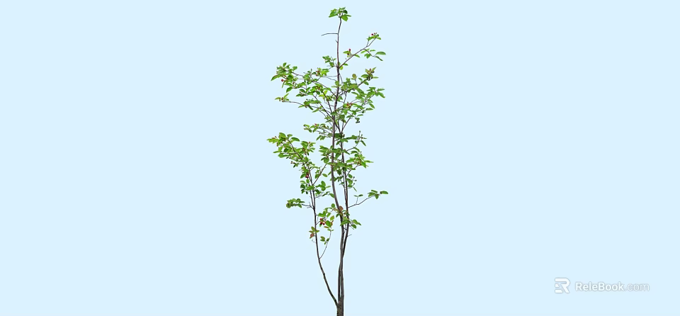 Lush Green Shrub With Fresh Vibrant Leaves And Slender Branches For Garden Landscaping 3d model 