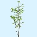 Lush Green Shrub With Fresh Vibrant Leaves And Slender Branches For Garden Landscaping