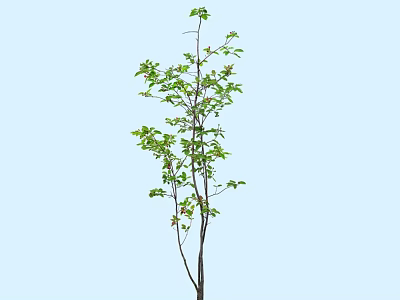 Lush Green Shrub With Fresh Vibrant Leaves And Slender Branches For Garden Landscaping 3d model