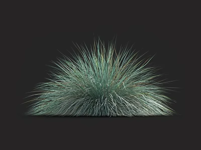 Tufted Blue Green Grass with Slender Leaves in Fluffy Spherical Shape Against Dark Green Background 3d model