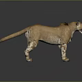 Realistic 3D Rendered Puma Figure In Standing Pose With Detailed Fur And Dark Background
