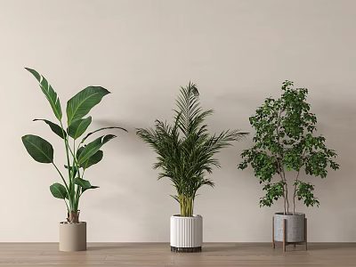 Different Types of Potted Plants in Various Planters Against Light-Colored Wall and Wooden Floor 3d model