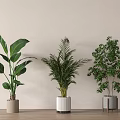 Different Types of Potted Plants in Various Planters Against Light-Colored Wall and Wooden Floor