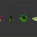 Various Hanging And Potted Plants With Green Leaves Purple White Flowers In Orange Brown Pots