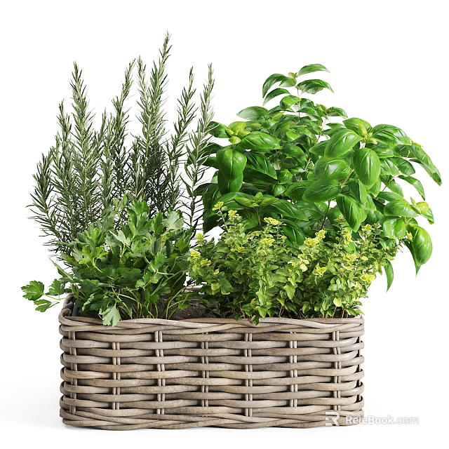 Wicker Basket With Fresh Green Herbs Including Rosemary Basil And Parsley 3d model 